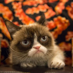 Grumpy Cat, Waffles, Lil BUB, and more felines attend SXSW Austin